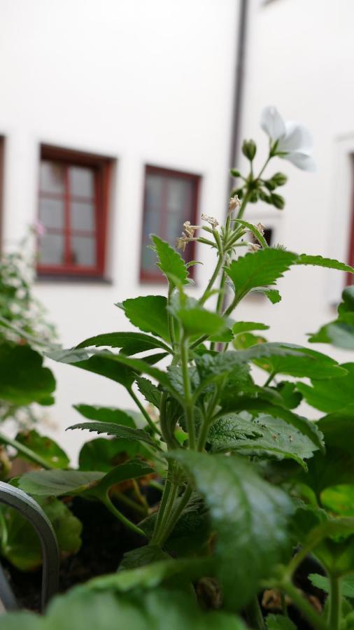 Pirna Altstadtgefluester المظهر الخارجي الصورة